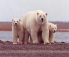 Famiglia di orso polari