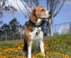 Beagle o Bracchetto