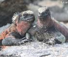 Due iguane marine, crogiolarsi al sole, è una specie di Isole Galapagos