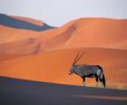 Una gazzella di Grant con lunghe corna nelle dune del deserto