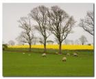 Alberi nella campagna inglese