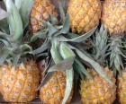 Ananas è che una deliziosa frutta tropicale è originaria del Sud America