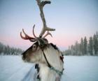 La renna di Natale tirando una slitta