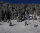 Abeti di Natale in un paesaggio innevato