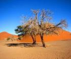 Alberi nel deserto