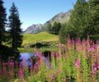 Un lago nei fiori in primo piano e l'ufficio di alta montagna