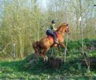 Corso di tecnica equestre Concorrenza, mette alla prova la comprensione tra cavallo e cavaliere attraverso varie prove.