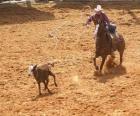 Cowboy che monta un cavallo e che interferisce una testa del bestiame con il lasso