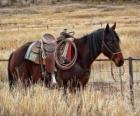 Cavallo di un cowboy