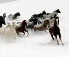 Mandria di cavalli di corsa nella neve