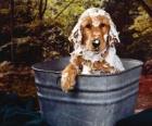 Cane facendo un bagno