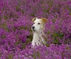 Fox Terrier in campo