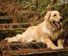 Golden Retriever, in giardino
