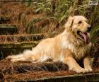 Golden Retriever, in giardino