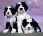 Tre bellissimi cuccioli
