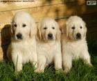 Tre cuccioli di golden retriever bello