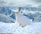 Coniglio o lepre di colore bianco in inverno con il paesaggio coperto di neve