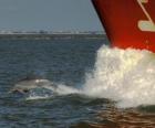 delfino nuotare e saltare di fronte a una barca