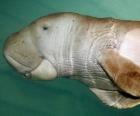 il dugongo è un erbivoro Sirenide mangiare le alghe sulle sponde dell'Oceano Indiano