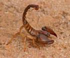 Scorpione da l'ordine di aracnidi
