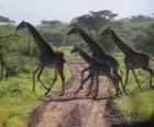gruppo di giraffe che attraversano una strada