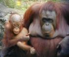 orangutan con il suo bambino