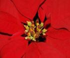 Stella di Natale - Poinsettia