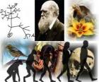 Darwin Day, Charles Darwin nacque il 12 febbraio del 1809. Albero di Darwin, il primo schema della sua teoria dell'evoluzione