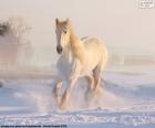 Cavallo in corsa sulla neve