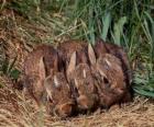 Tre conigli aspettando la madre