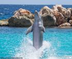 Delfino facendo un trucco in una piscina acquario