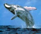 Balena saltato