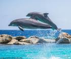 Due delfini saltellanti
