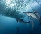 Dolphin pesca sardine