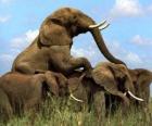 Gruppo di elefanti, grandi denti