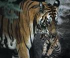 Tigre portando il suo bambino