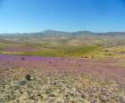 Il deserto di Atacama in Cile florida