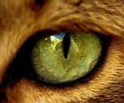 gatto dagli occhi verdi
