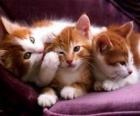 Tre gattini bianco e marrone