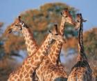 Gruppo di quattro giraffa