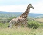 Giraffe guardando il paesaggio