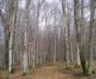 Foresta senza foglie in inverno