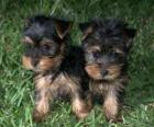 Cuccioli Yorkshire Terrier