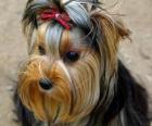 Yorkshire terrier è un cane di piccola taglia da compagnia che prende il nome dall'omonima contea inglese dove furono i primi allevamenti