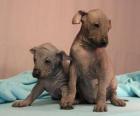 Cuccioli Cane nudo messicano o Xoloitzcuintle