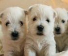 Cuccioli Cane nudo West Highland white terrier
