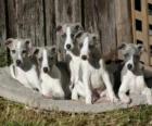 Cuccioli Whippet