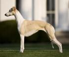 Whippet cane di razza di origine britannica, esile e aggraziata