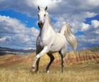 Cavallo bianco attraverso la campagna