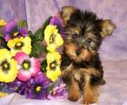 Cuccioli Australian Silky Terrier